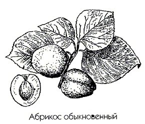   - Armeniaca vulgaris Lam.