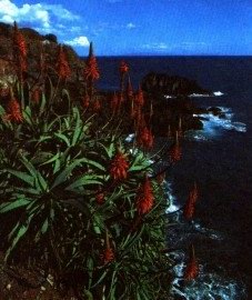 ���� ����������� (���������) - Aloe arborescens Mill.