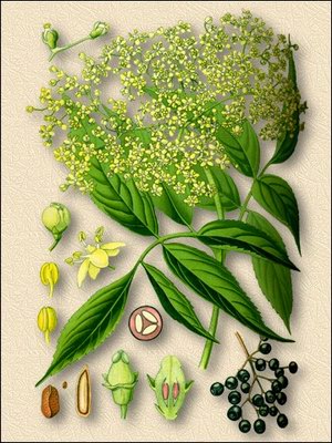 ������ ������ (��������� ����) - Sambucus nigra L