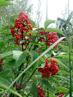 ������ ������� (������ ������������, ��������) - Sambucus racemosa L.