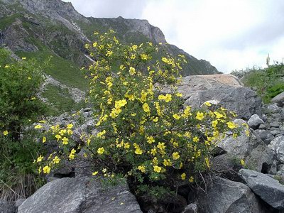 ��� ���������� ������������� - Pentaphylloides fruticosa (L.) O. Schwarz Potentilla fruticosa L.