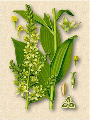 �������� ����� - Veratrum album L.