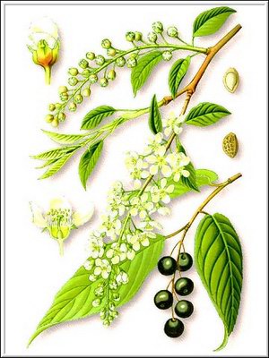   - Padus avium Mill. // Padus racemosa Gillib. Prunus padus L.
