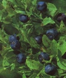 ������� ������������ - Vaccinium myrtillus L