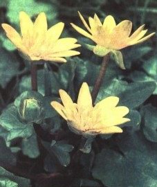 ������ �������� (������ ��������, �����������) - Ficaria ranunculoides Roth. // Ficaria verna Hyds.