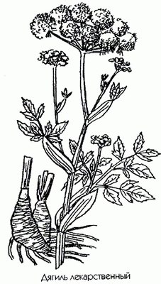 ������ ������������� (Angelica archangelica L.;Archangelica officinalis Hoffm.)