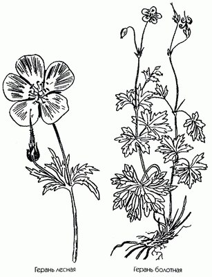 ������ ������ - Geranium sylvaticum L.