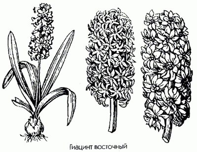 ������� ��������� - Hyacinthus orientalis L.