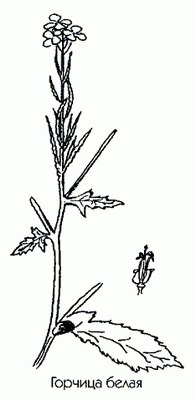   - Brassica alba L // Sinapis alba L.