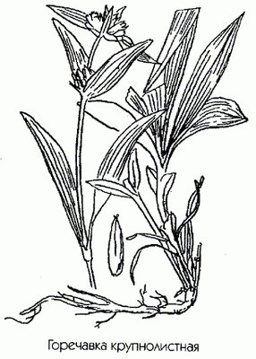   - Gentiana macrophylla Pall.