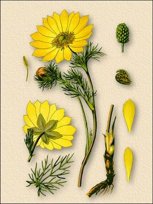 �������� �������� - Adonis vernalis L.