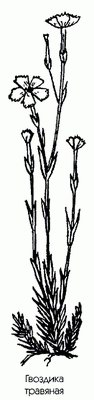   - Dianthus deltoides L.