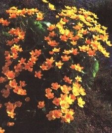��������� �������� - Caltha palustris L