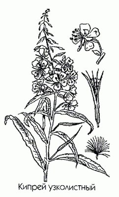 ������ ����������� (�������, ����-���) - Chamaenerion angustifolium (L.) Scop. Epilobium angustifolium L.