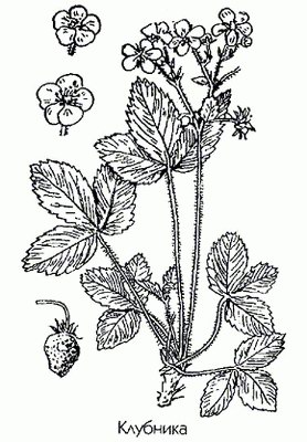 �������� (��������� �������, ��������) - Fragaria viridis L