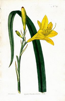 ��������� ������ - Hemerocallis flava L.