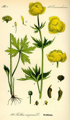 ���������� ����������� (������� �������, ��������) - Trollius europaeus L.