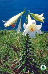 ����� ������ - Lilium brownii F. E. Brown