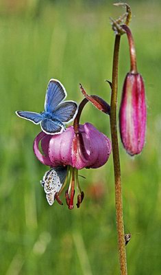 ����� �������� - Lilium tigrinum Ker-Gaw. // Lilium lancifolium Thunb.
