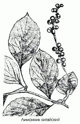   - Schizandra chinensis Baill.