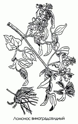 ������� ��������������� - Clematis vitalba L