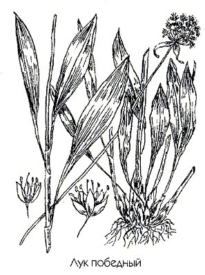   (, ) - Allium victorialis L.