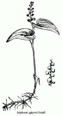   ( ,  ) - Majanthemum bifolium (L.) Fr. Schmidt