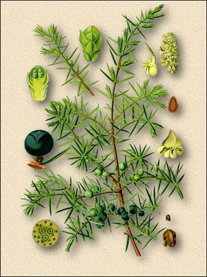   - Juniperus communis L.
