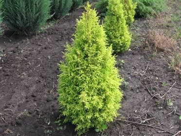   ( ) - Juniperus seravschanica Kom.
