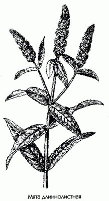   - Mentha longifolia (L) Huds. // Mentha incana Willd.
