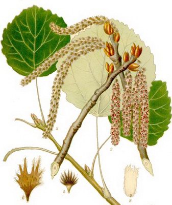  (, -) - Populus tremula L.