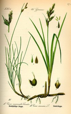   - Carex arenaria L.
