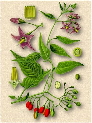  - ( , ) - Solanum dulcamara L.