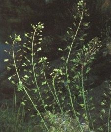    - Capsella bursa-pastoris (L.) Medic.