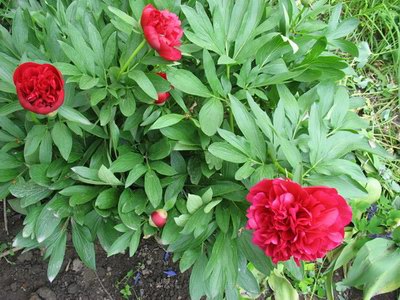 ���� ������� (���� ������������) - Paeonia peregrina Mill. // Paeonia decora G. Anders.