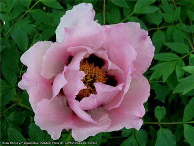 ���� ����������������� (���� �����������) - Paeonia suffruticosa Androw.