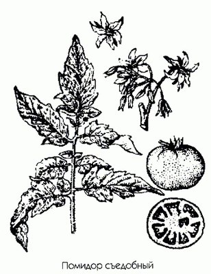   - Lycopersicum esculentum Mill. Solanum lycopersicum L.