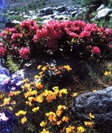   ( , ) - Rhododendron aureum Georgi.