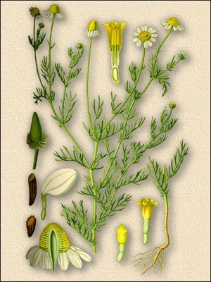   ( ) - Matricaria recutita L. // Leucanthemum chamomila L.