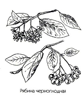 ������ ������������ (������) - Aronia melanocarpa L.
