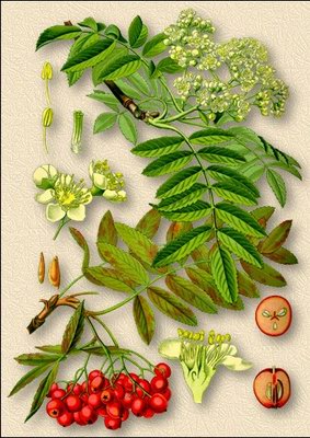 ������ ������������ - Sorbus aucuparia L.