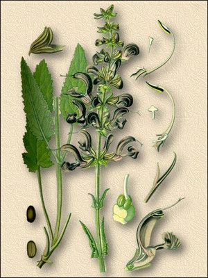   - Salvia officinalis L.