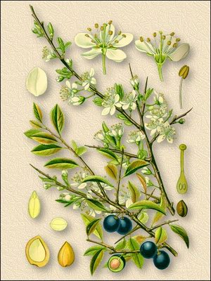   - Prunus domestica l.//Prunus oeconomica Borkh. Prunus sativa P. et 