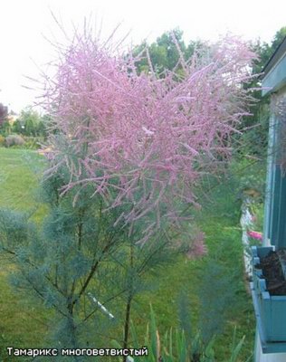 �������� �������������� (���������) - Tamarix ramosissima Led.