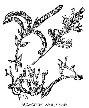   (,  ) - Thermopsis lanceolata R. Br.