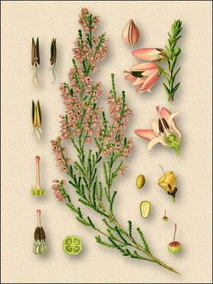 ������ ������������ - Calluna vulgaris (L.) Hull. // Erica vulgaris L