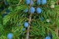 Можжевельник, рецепты приготовления