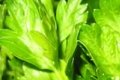хранение свежей зелени в домашних условиях